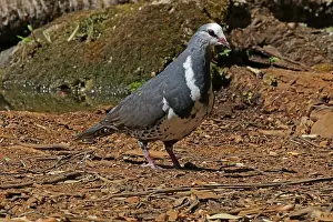190318: Wonga Pigeon in Queensland, Australia