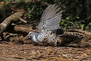 190318: Wonga Pigeon taking a dust bath in Queensland, Australia
