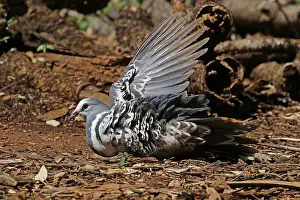Pigeons: Wonga Pigeon taking a dust bath in Queensland, Australia