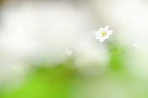 Nemorosa: Wood Anemone