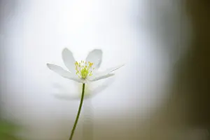 Nemorosa: Wood Anemone