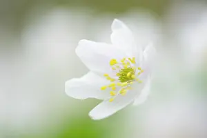 Nemorosa: Wood Anemone