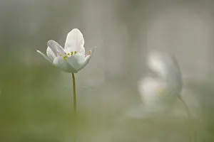 Nemorosa: Wood Anemone