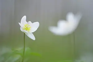 Nemorosa: Wood Anemone