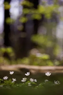 Nemorosa: Wood Anemone