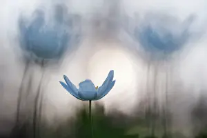 Nemorosa: Wood Anemone