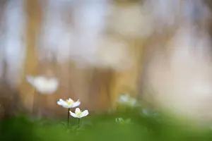 Nemorosa: Wood Anemone