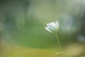 Nemorosa: Wood Anemone