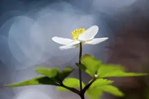 Nemorosa: Wood Anemone