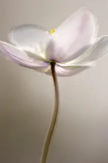 Nemorosa: Wood Anemone