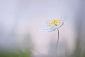 Nemorosa: Wood Anemone