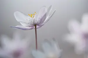 Nemorosa: Wood Anemone
