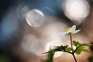 Nemorosa: Wood Anemone