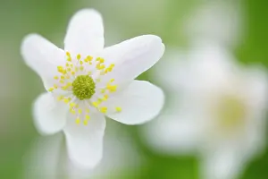 Nemorosa: Wood anemone