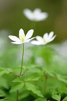 Nemorosa: Wood anemone