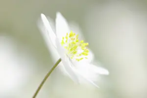 Nemorosa: Wood Anemone