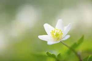 Nivalis: Wood anemone