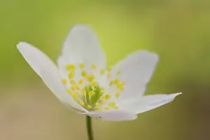 Nemorosa: Wood Anemone