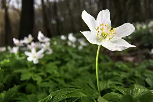 Nemorosa: Wood Anemone