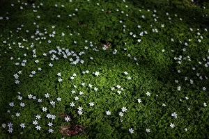 Nemorosa: Wood Anemone