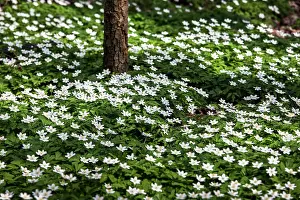 Nemorosa: Wood Anemone