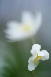 Nemorosa: Wood Anemone