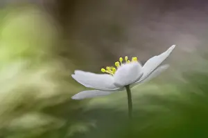 Li Ge: Wood Anemone