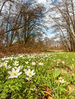 Drentsche: Wood Anemone