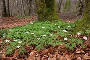 Haute: Wood Anemone