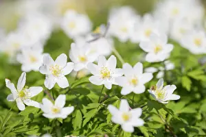 Nemorosa: Wood Anemone