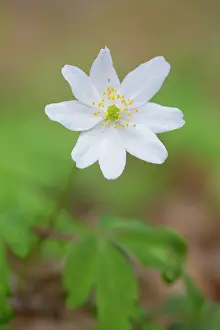 Nemorosa: Wood Anemone