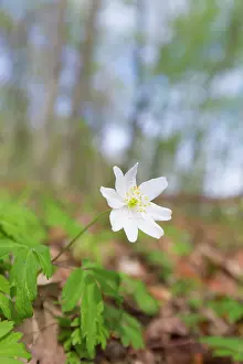 Nemorosa: Wood Anemone