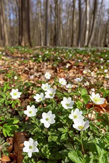 Anemone: Wood Anemone