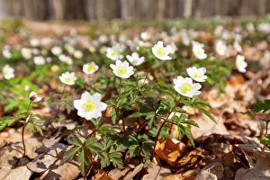 Anemone: Wood Anemone