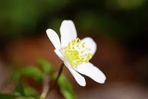 Anemone: Wood Anemone