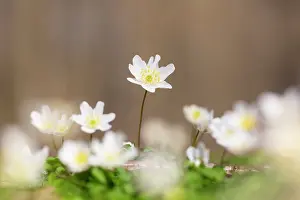 Anemone: Wood Anemone