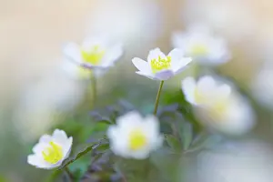 Anemone: Wood Anemone