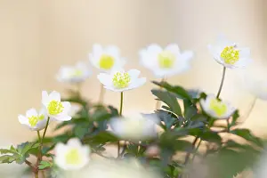 Anemone: Wood Anemone
