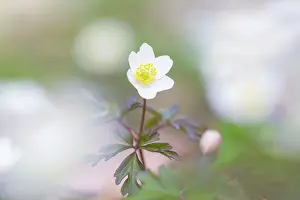 Anemone: Wood Anemone