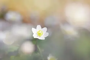 Anemone: Wood Anemone