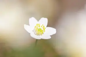 Anemone: Wood Anemone