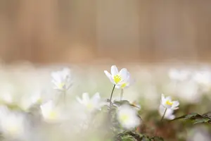 Anemone: Wood Anemone