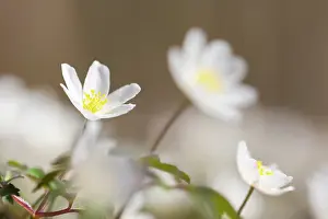 Anemone: Wood Anemone