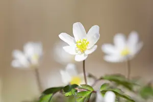 Anemone: Wood Anemone