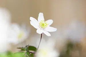 Anemone: Wood Anemone
