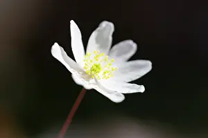Anemone: Wood Anemone