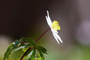 Anemone: Wood Anemone