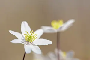 Anemone: Wood Anemone