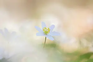 Anemone: Wood Anemone