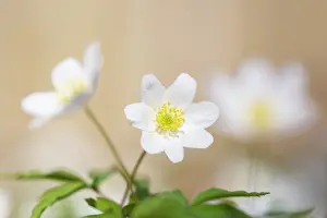 Wood Anemone